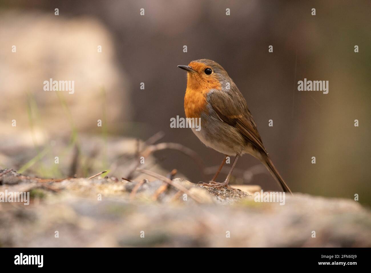 Robin (Erithacus rubecula) fotografiert von einem Versteck in einem Wald in Batea (Provinz Tarragona, Katalonien, Spanien) Stockfoto