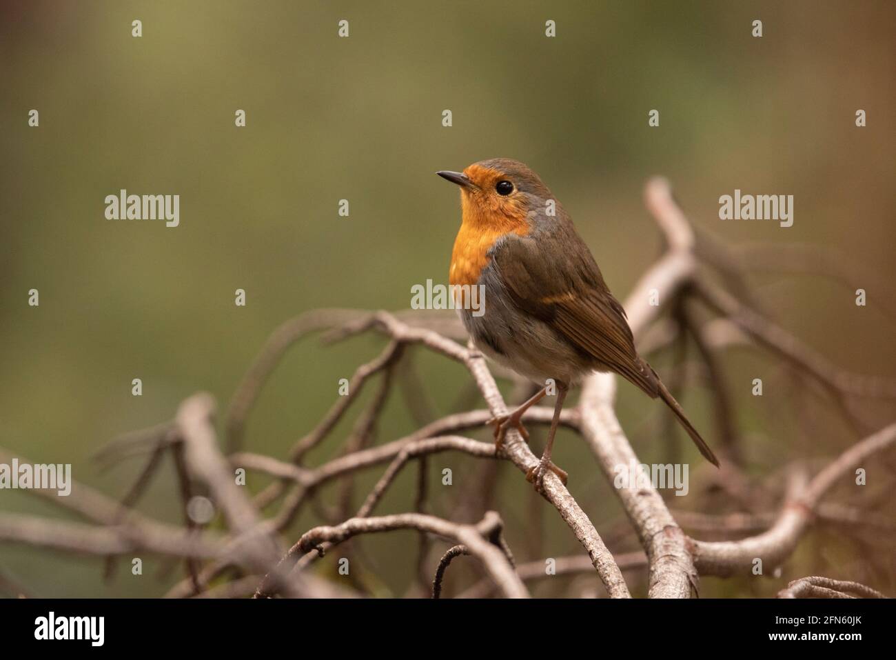 Robin (Erithacus rubecula) fotografiert von einem Versteck in einem Wald in Batea (Provinz Tarragona, Katalonien, Spanien) Stockfoto