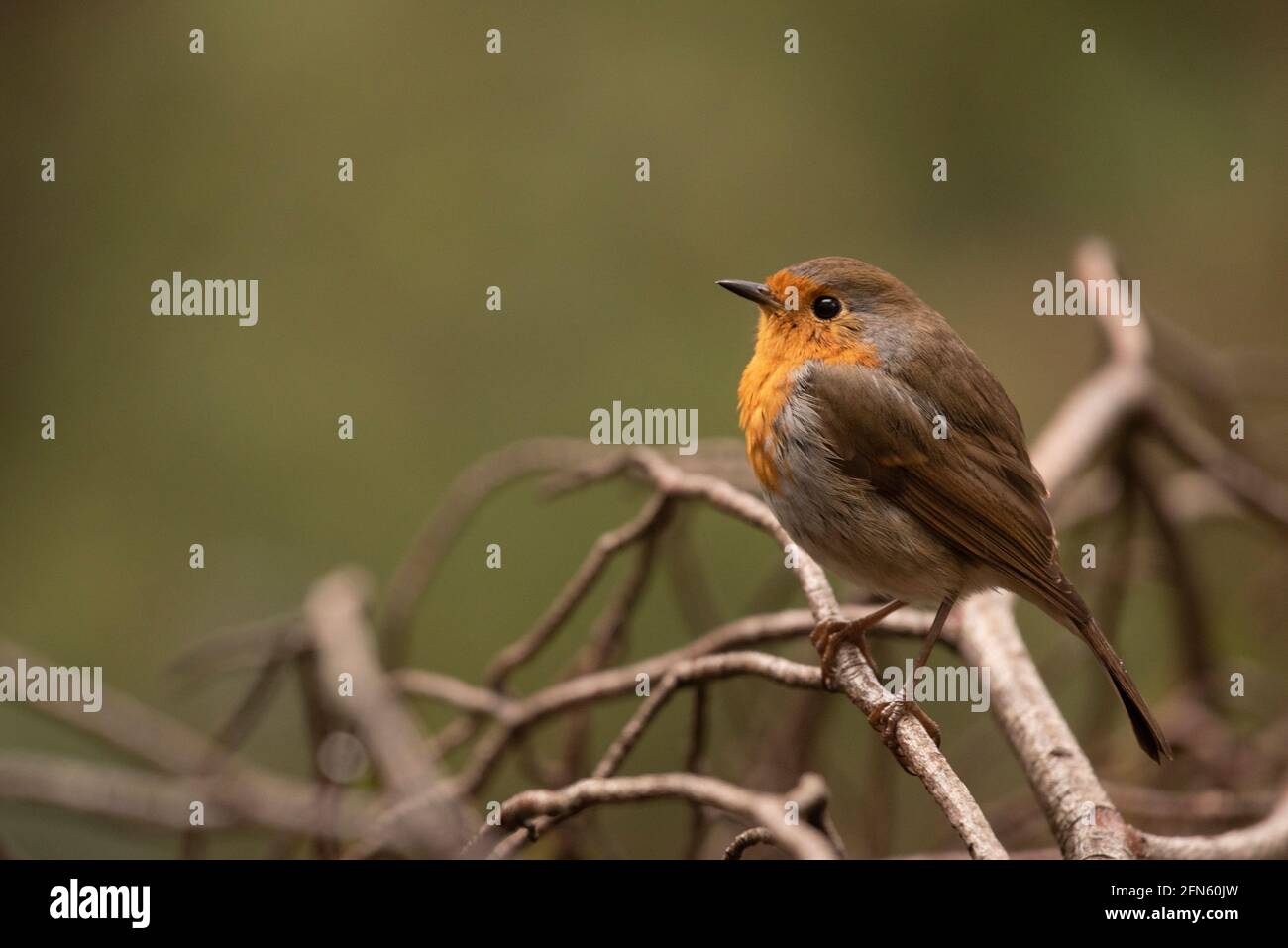 Robin (Erithacus rubecula) fotografiert von einem Versteck in einem Wald in Batea (Provinz Tarragona, Katalonien, Spanien) Stockfoto