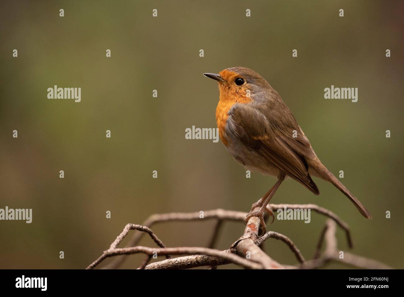 Robin (Erithacus rubecula) fotografiert von einem Versteck in einem Wald in Batea (Provinz Tarragona, Katalonien, Spanien) Stockfoto