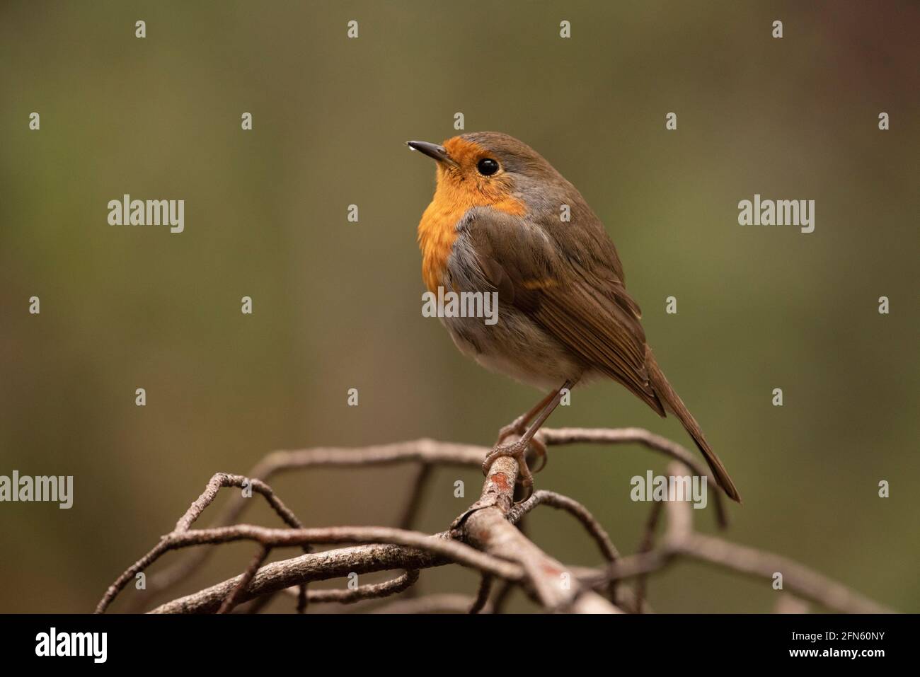 Robin (Erithacus rubecula) fotografiert von einem Versteck in einem Wald in Batea (Provinz Tarragona, Katalonien, Spanien) Stockfoto