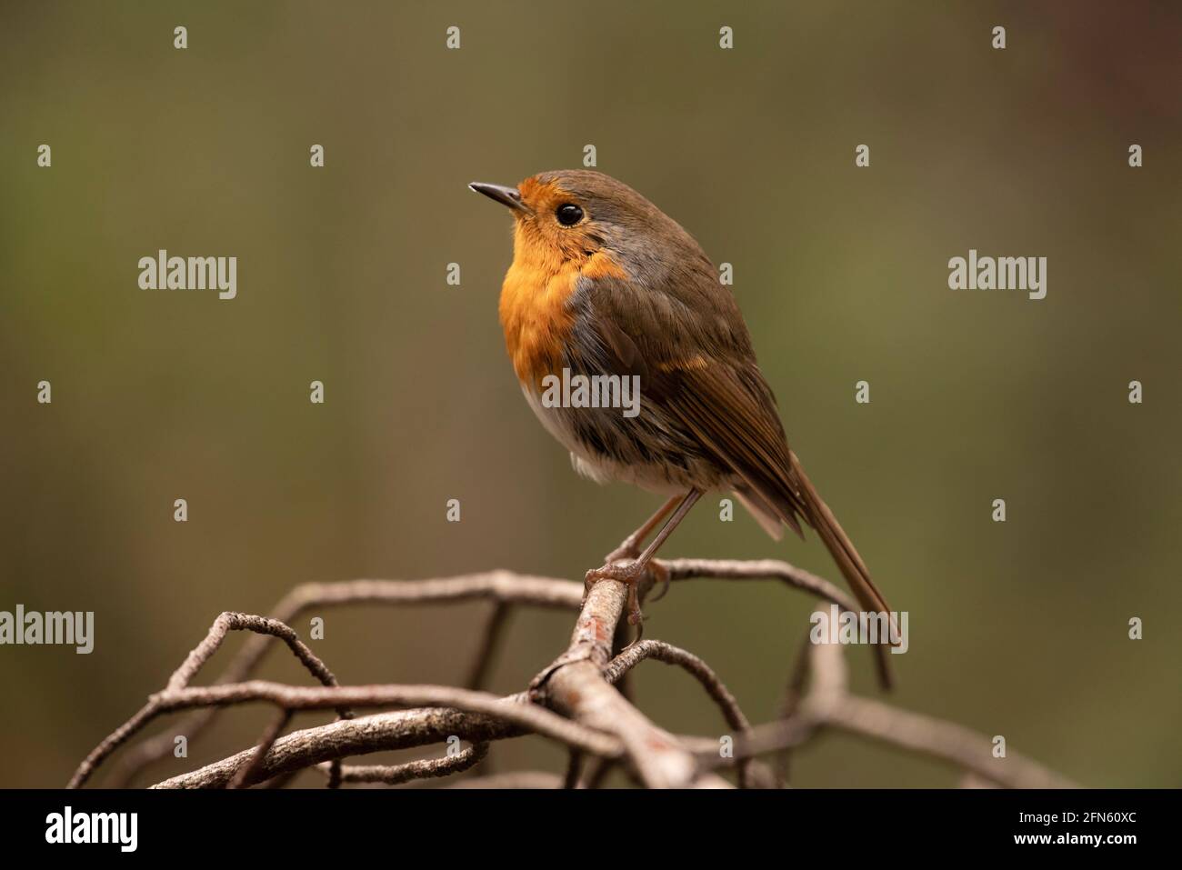 Robin (Erithacus rubecula) fotografiert von einem Versteck in einem Wald in Batea (Provinz Tarragona, Katalonien, Spanien) Stockfoto