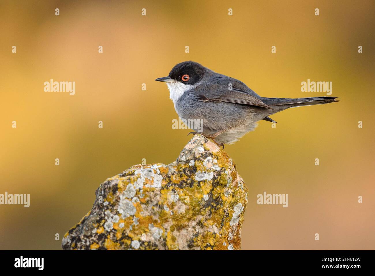 Sardischer Waldsänger (Curruca melanocephala), fotografiert von einem Versteck in Batea (Provinz Tarragona, Katalonien, Spanien) Stockfoto