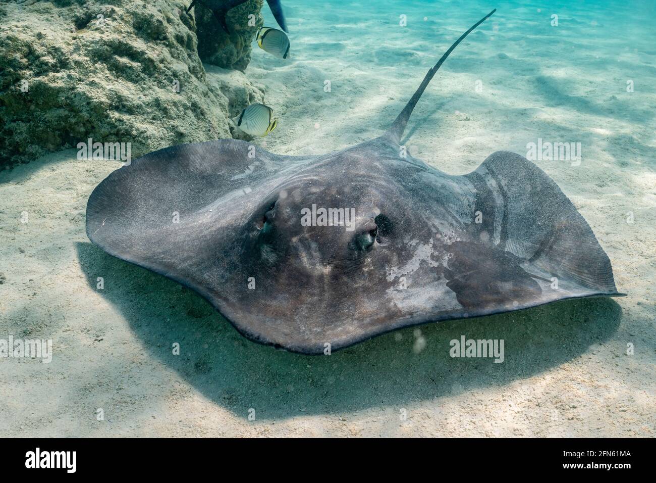 Rochen Wasser Stockfotos Und Bilder Kaufen Alamy