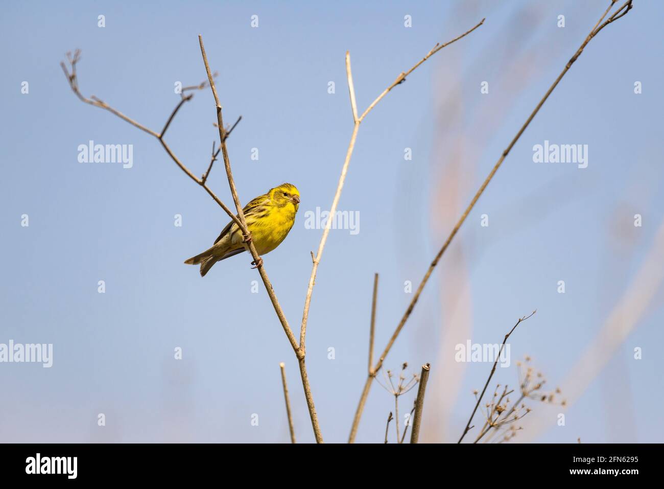 Serin (Serinus serinus) von einem Versteck in Batea (Provinz Tarragona, Katalonien, Spanien) ESP: Verdecillo visto desde un hide en Batea (España) Stockfoto