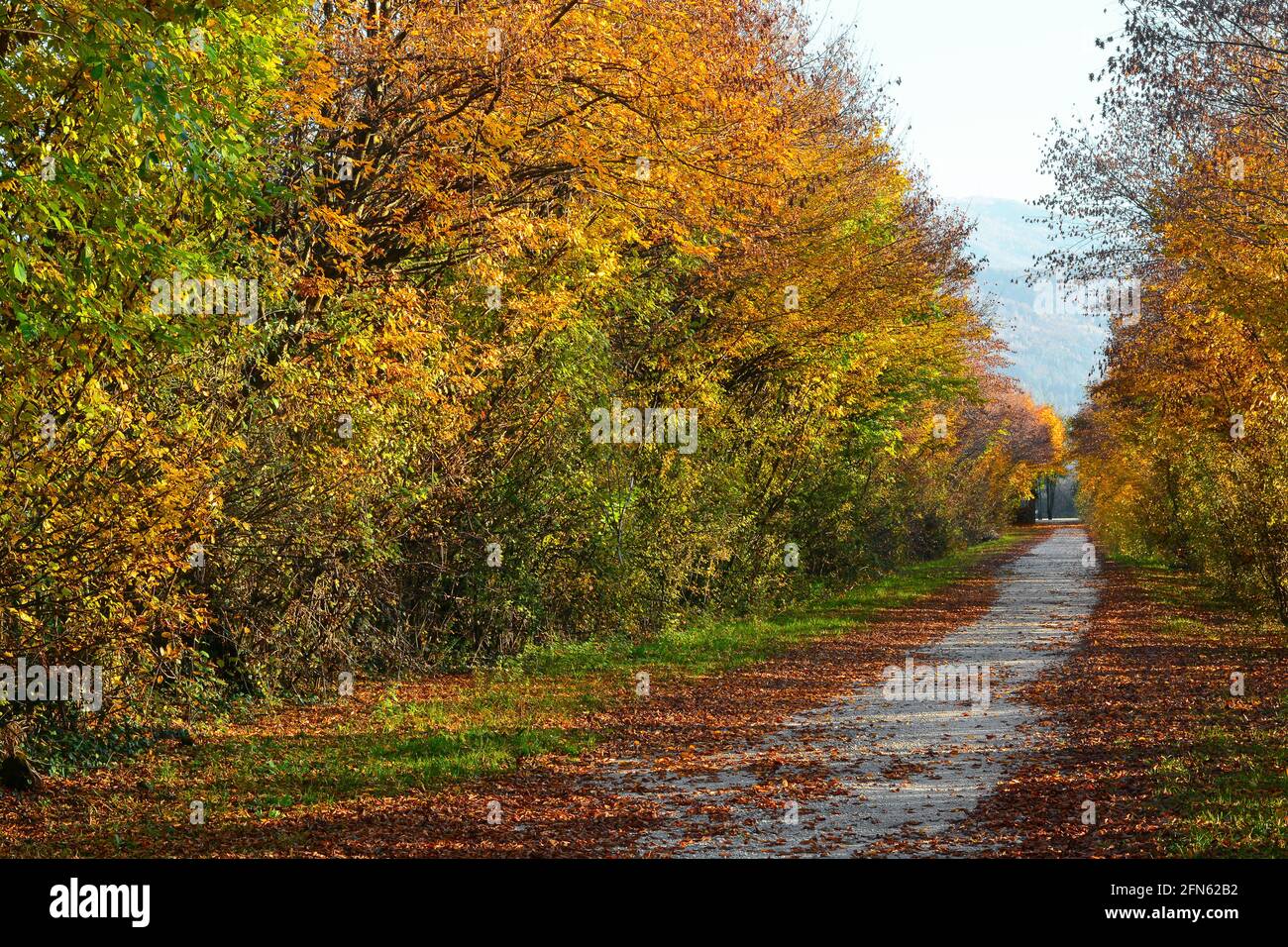 Die Farben des Herbstes Stockfoto