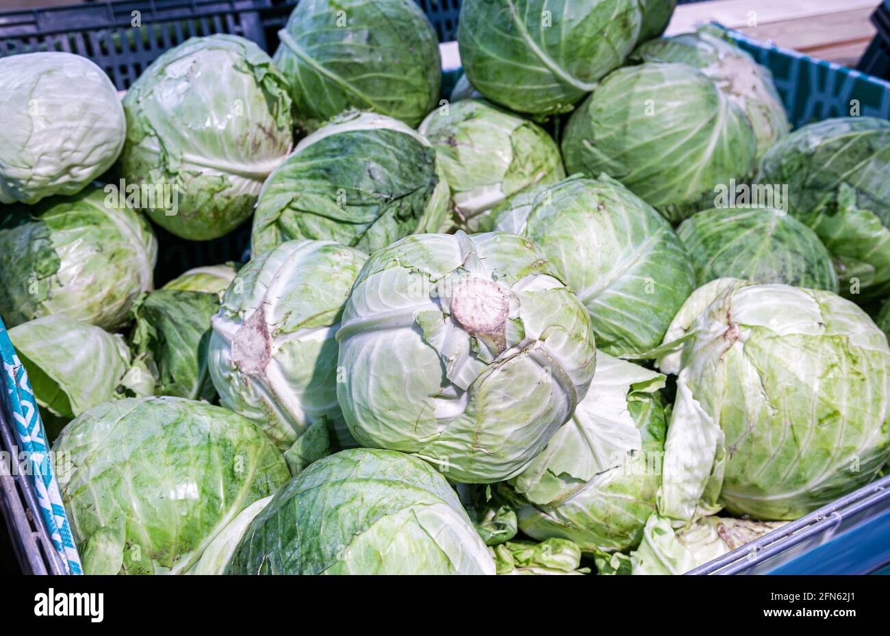 Frische Kohlköpfe Gemüse der neuen Ernte bereit zum Verkauf an Das Lebensmittelgeschäft Stockfoto