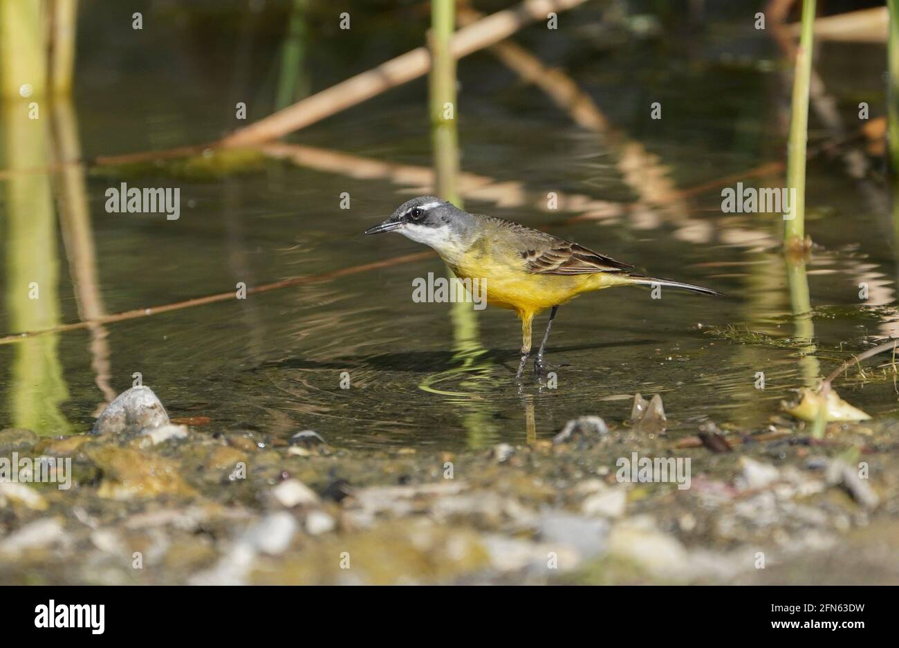 WESTERN Yellow Wagtail, Motacilla flava iberiae, Fütterung entlang eines Flusses in Andalusien, Spanien. Stockfoto