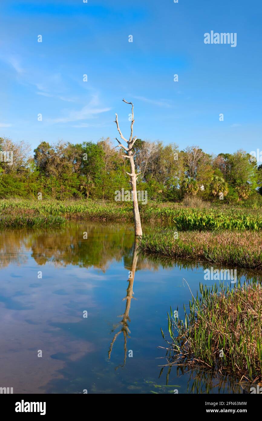 Green Cay Nature Center und Feuchtgebiete. Stockfoto