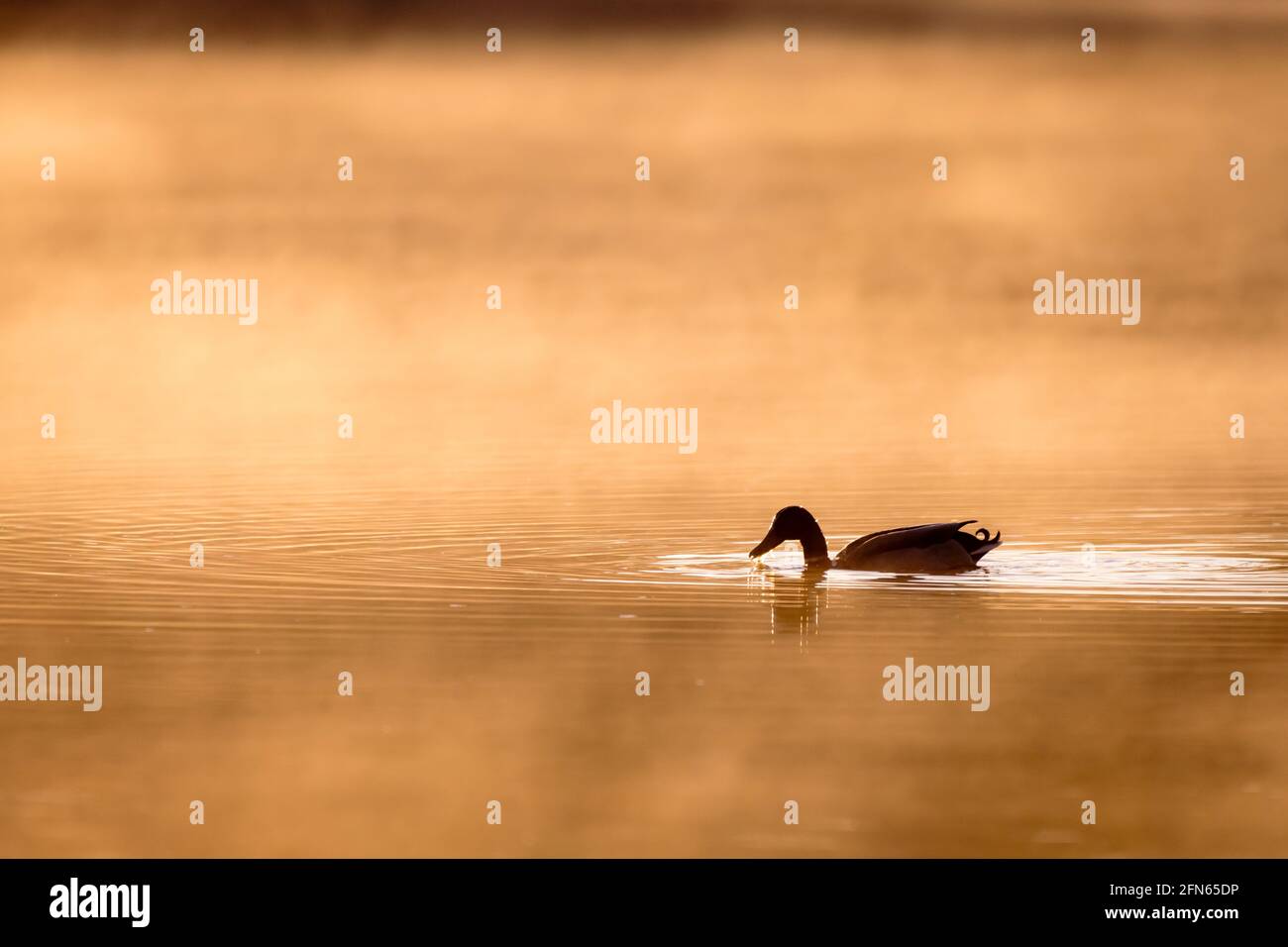 Enten auf einem nebligen schottischen Loch Stockfoto