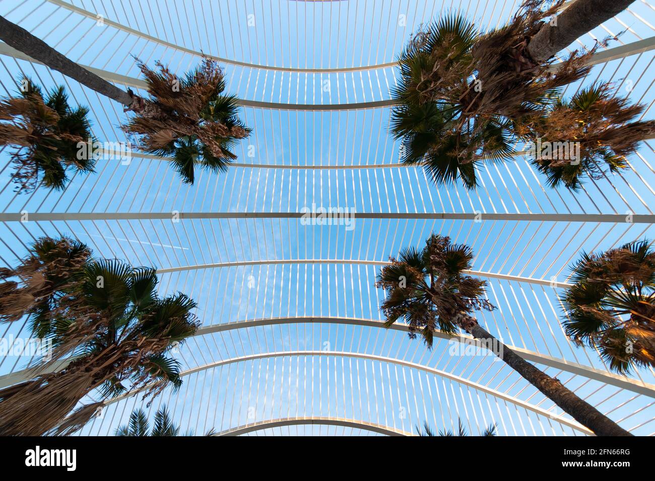 Nadir-Ansicht der Gitterdecke im Palmengarten des 'Umbracle' The Science City in Valencia. Architekturkonzept Stockfoto