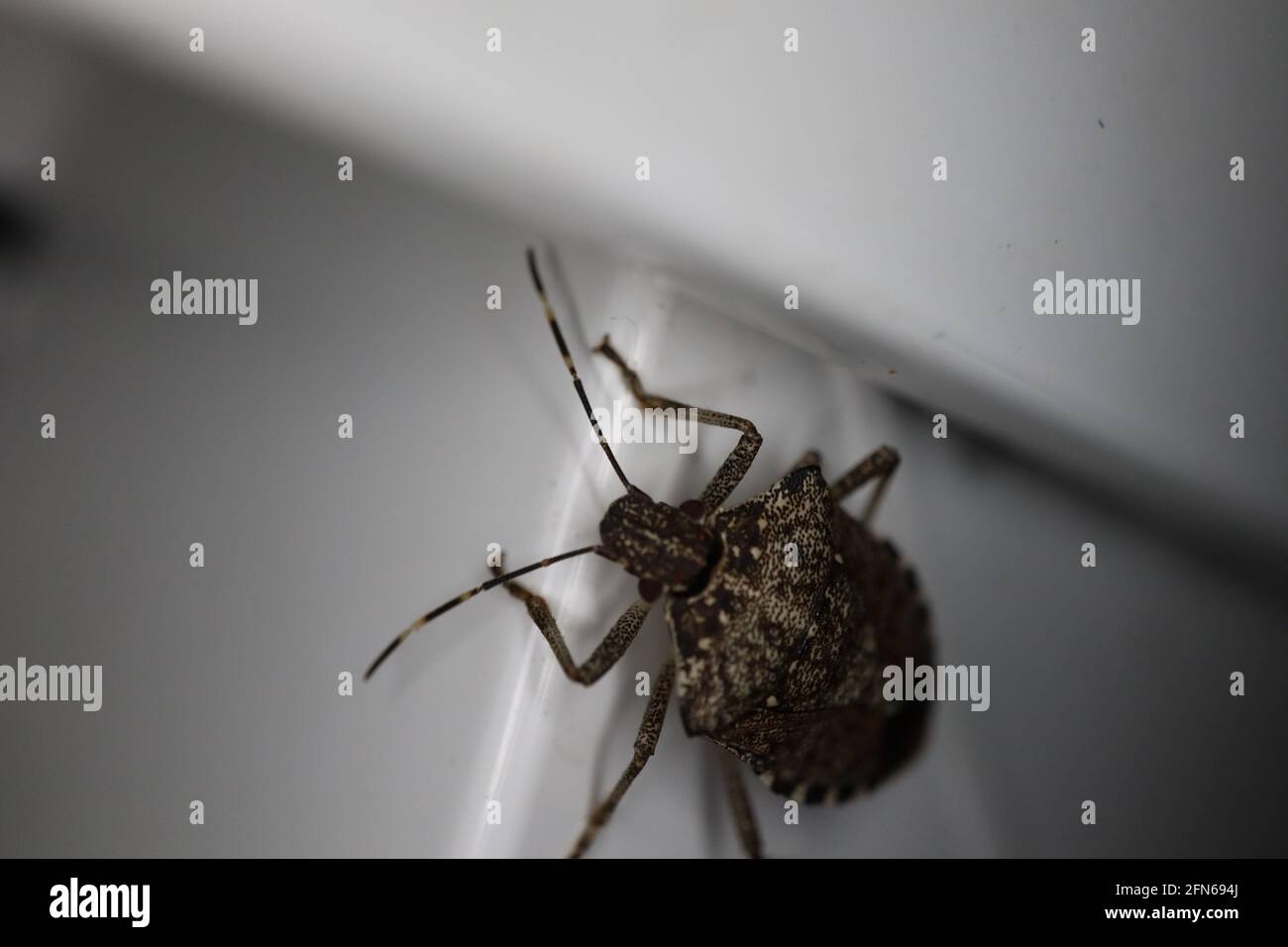 Brauner marmorierter Stinkwanze Stockfoto