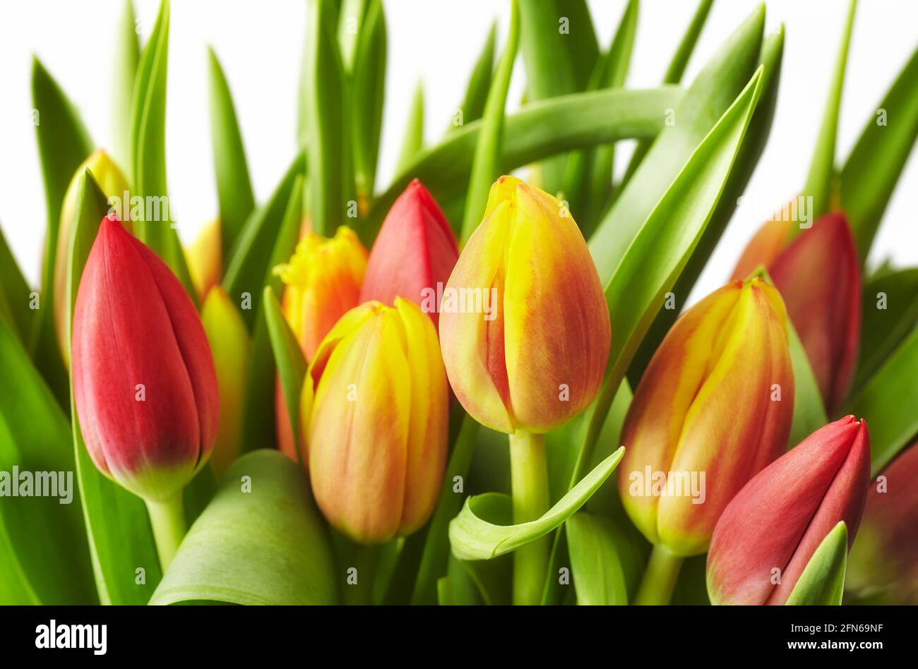 Nahaufnahme eines Bündels von Tulpen mit Blättern, selektiver Fokus. Stockfoto