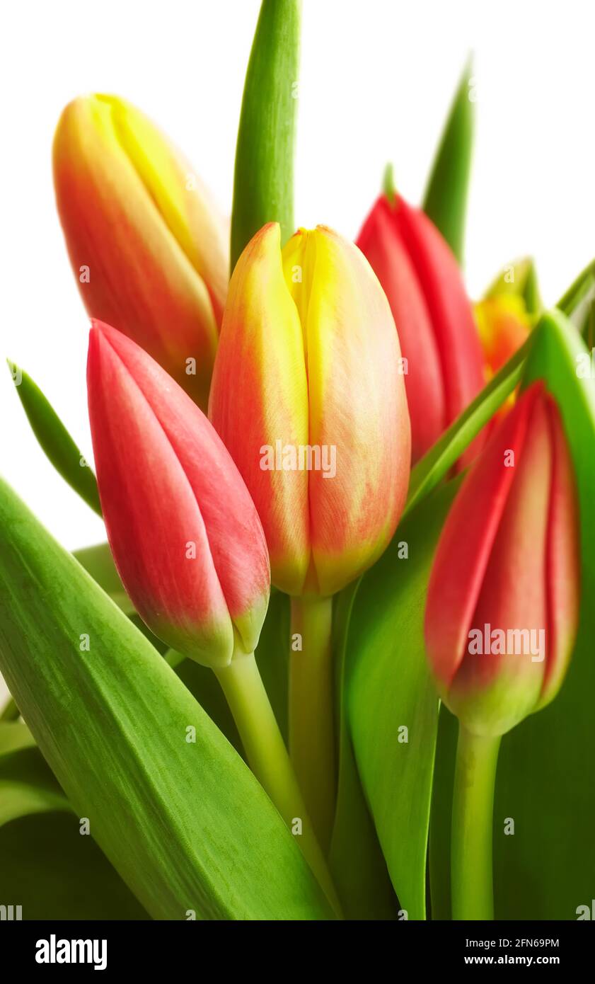 Nahaufnahme eines Bündels von Tulpen mit Blättern auf weißem, selektivem Fokus. Stockfoto