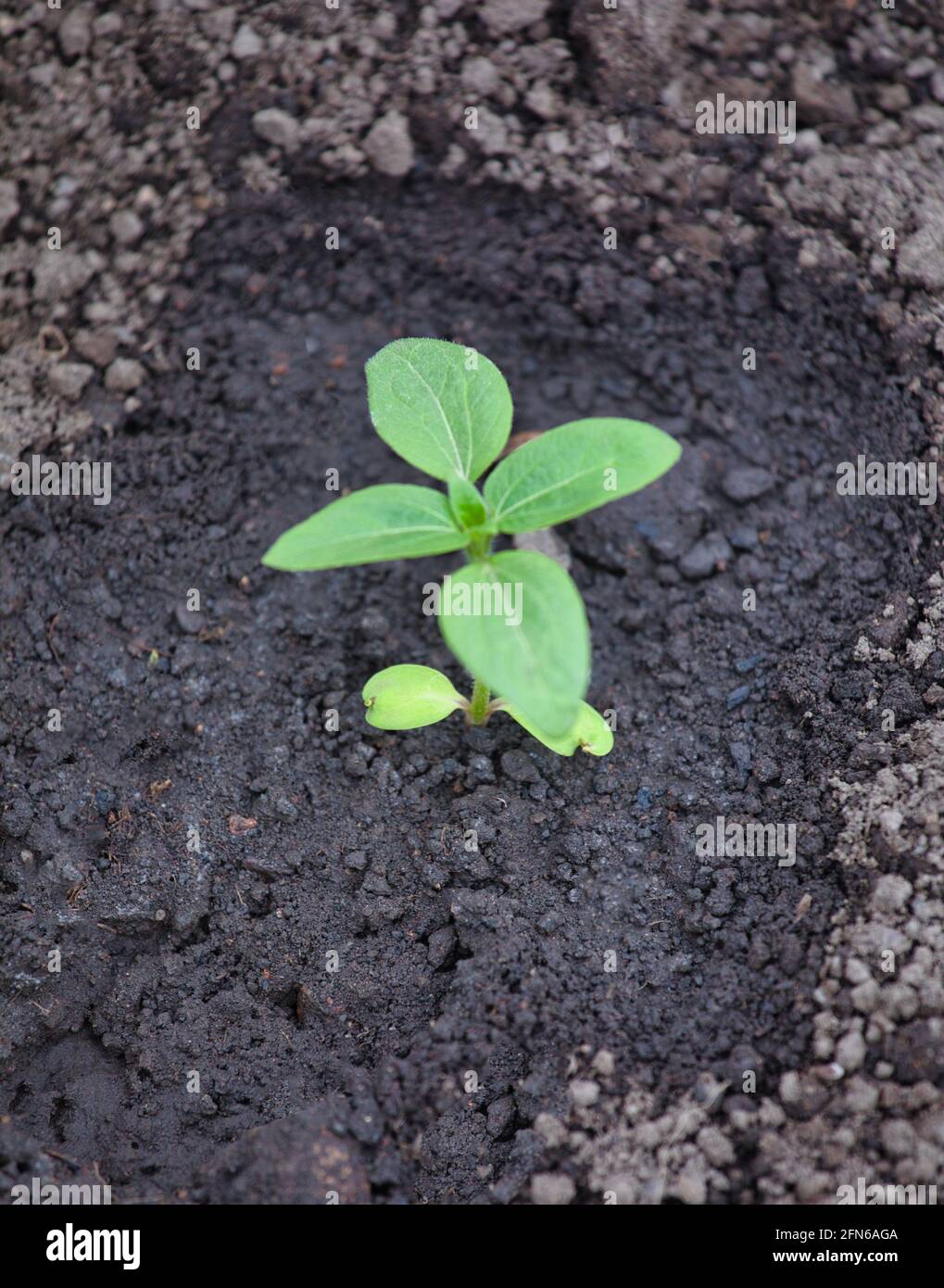 Junge homegrown Sonnenblume (Helianthus Annuus) Sämling neu gepflanzt draußen und in gewässert. Konzept von Eigenbau, Aufzucht, Fragilität, Entwicklung, Stockfoto