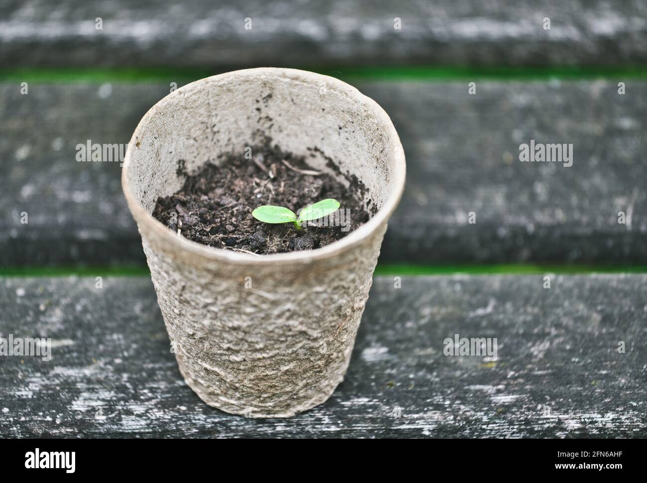 Sonnenblumenkeimling (Helianthus Annuus) keimend in biologisch abbaubarem Fasertorftopf wachsend. Konzept ohne Kunststoff, biologisch abbaubar, biologisch abbaubar Stockfoto