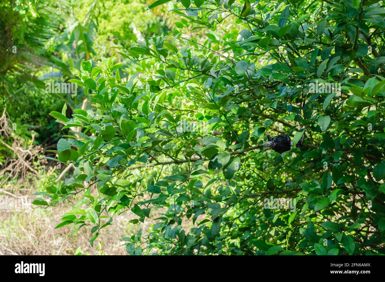 Wachsende Kalk-Pflanze Stockfoto