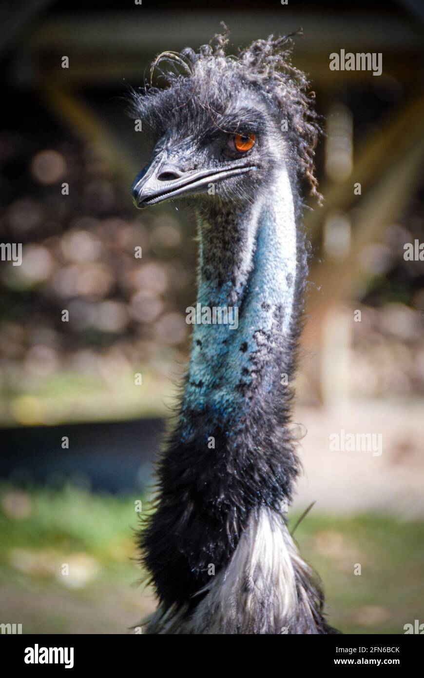 Ulkiger Vogel: Ein EMU im Zoo von Auckland starrt ziemlich verdrossen die Besucher an. Der flugunfähige Vogel ist in Australien heimisch und ein entfernter Verwandter der afrikanischen Strauße - Funny Bird: An emu ist gegenüber Besuchern eher hinterlistig. Der in Australien heimische, flugunfreie Vogel ist ein entfernter Verwandter des afrikanischen Straußes. Stockfoto