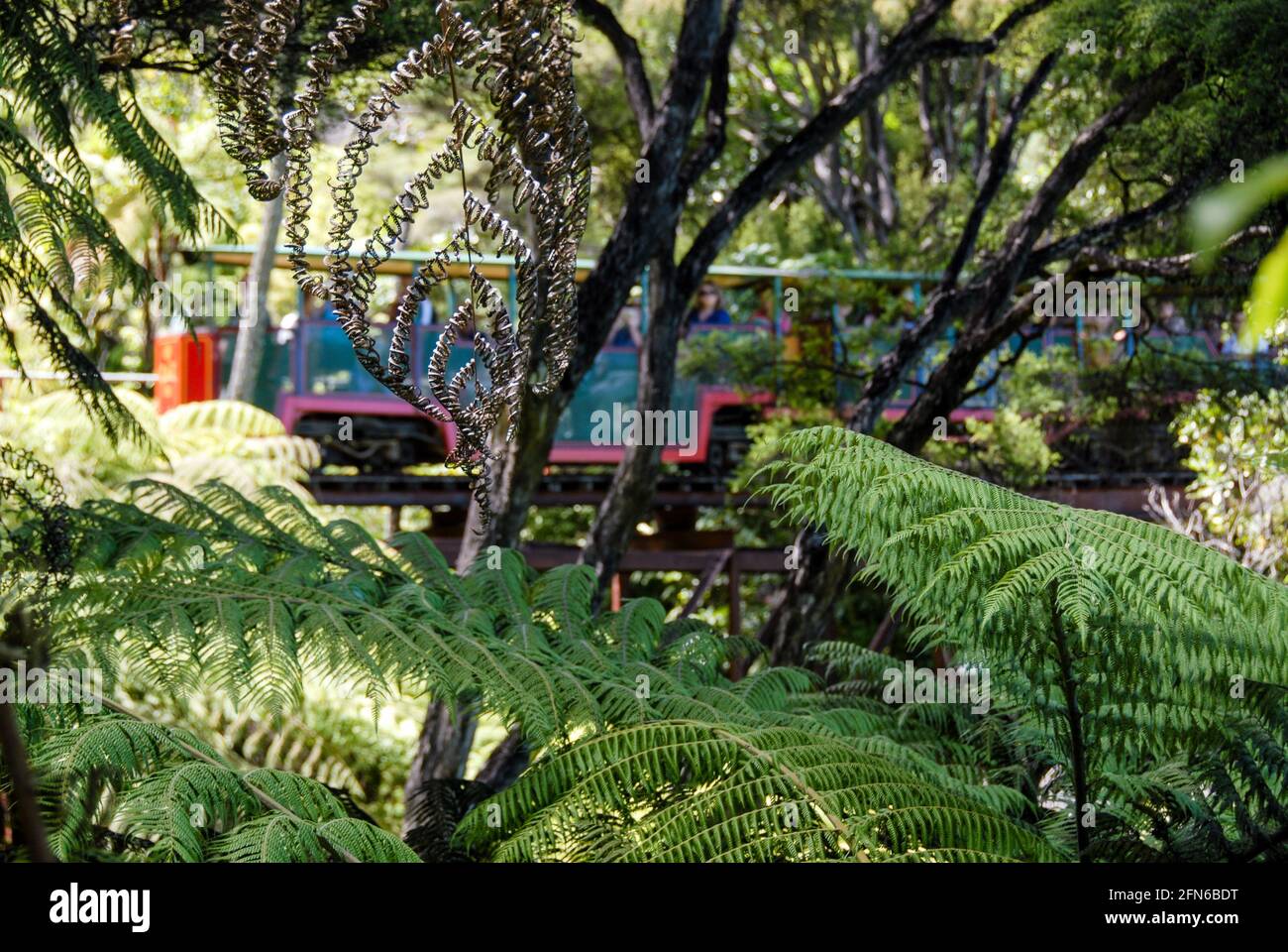 Bei einer Zugfahrt mit der Creek Railway mit schmalem Spurweite gelangen Touristen aus dem Töpfergeschäft in der Nähe von Coromandel in ein dichtes Buschland und einen Wald mit einheimischen Bäumen. Stockfoto