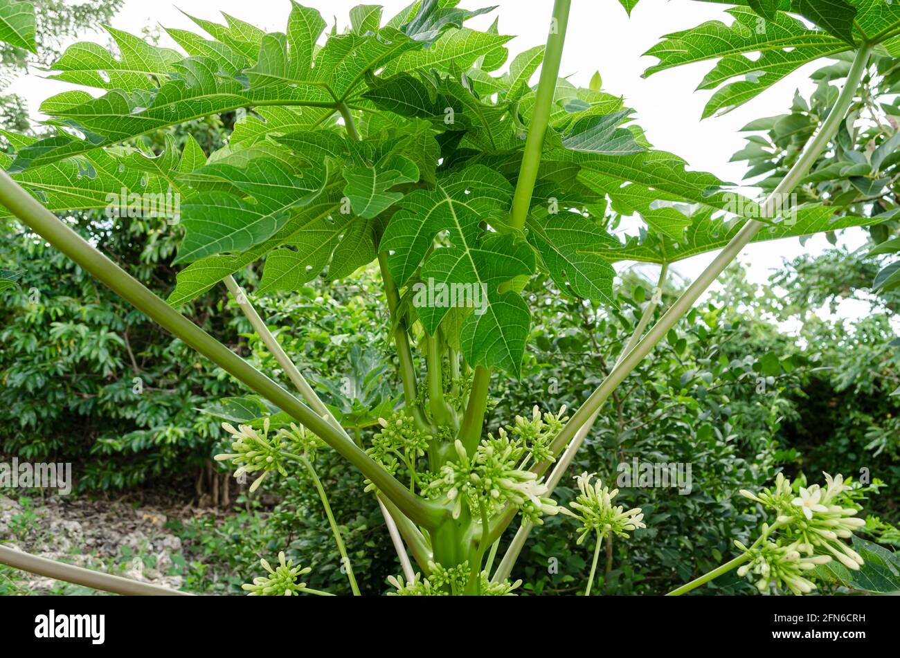 Papaya blätter Stockfotos und bilder Kaufen Alamy