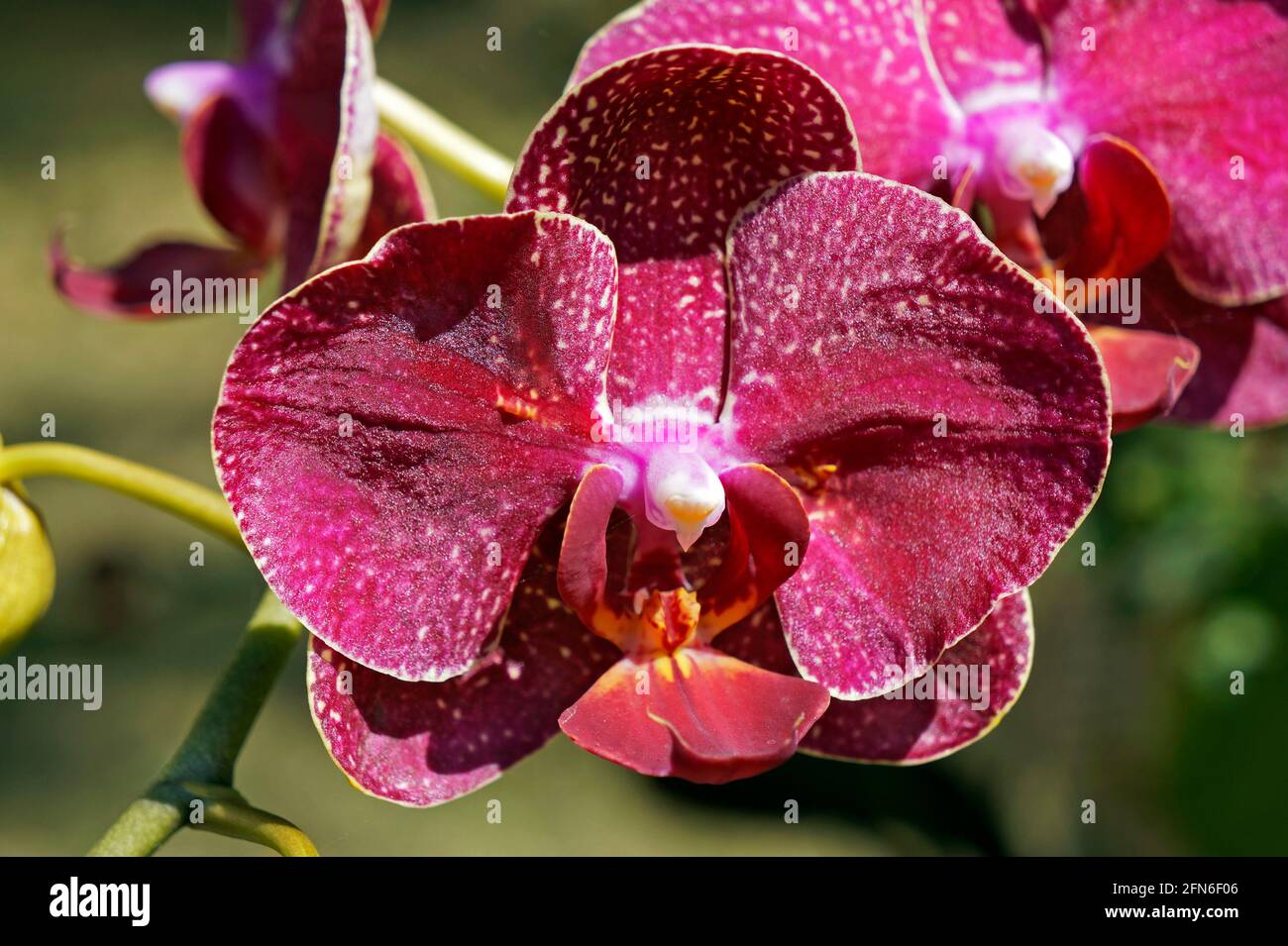 Rosa Orchidee im Garten, Phalaenopsis Stockfoto