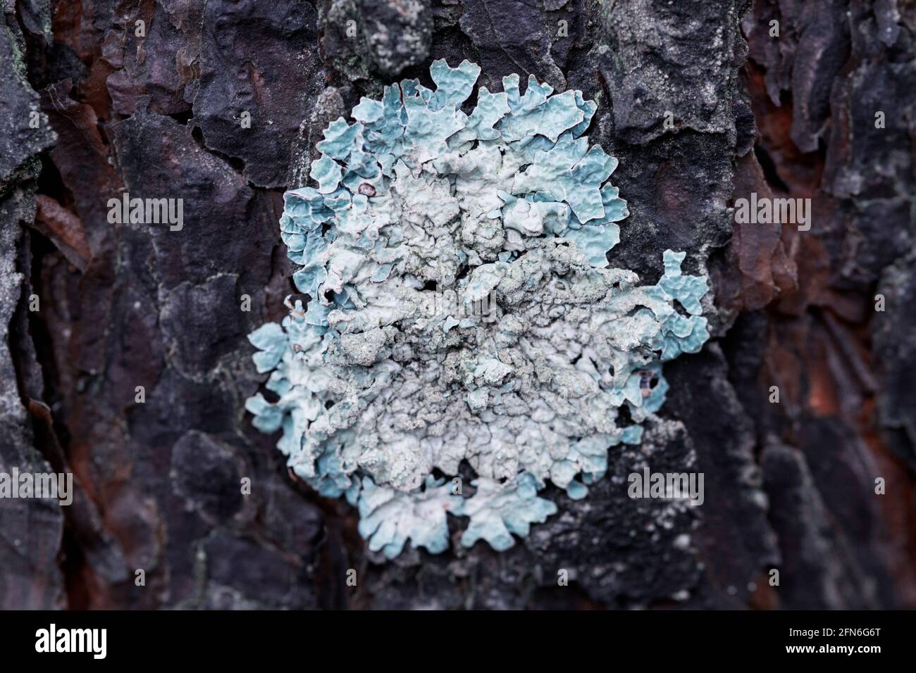 Flechten Flavoparmelia caperata auf Kiefernrinde Stockfoto