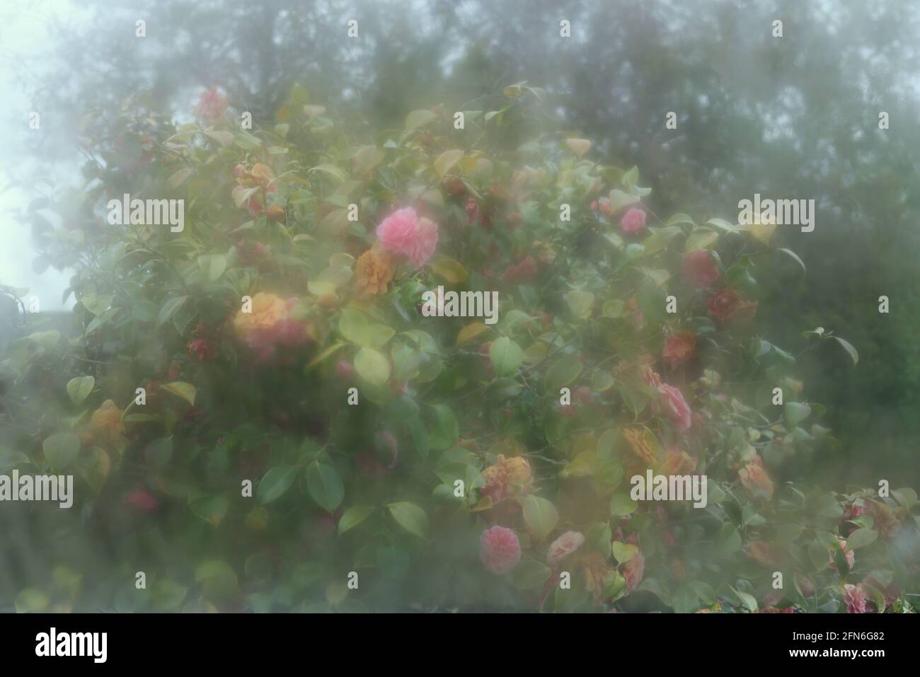 Blühende Kamelie durch das Glasfenster eines Gewächshauses, Großbritannien. Stockfoto