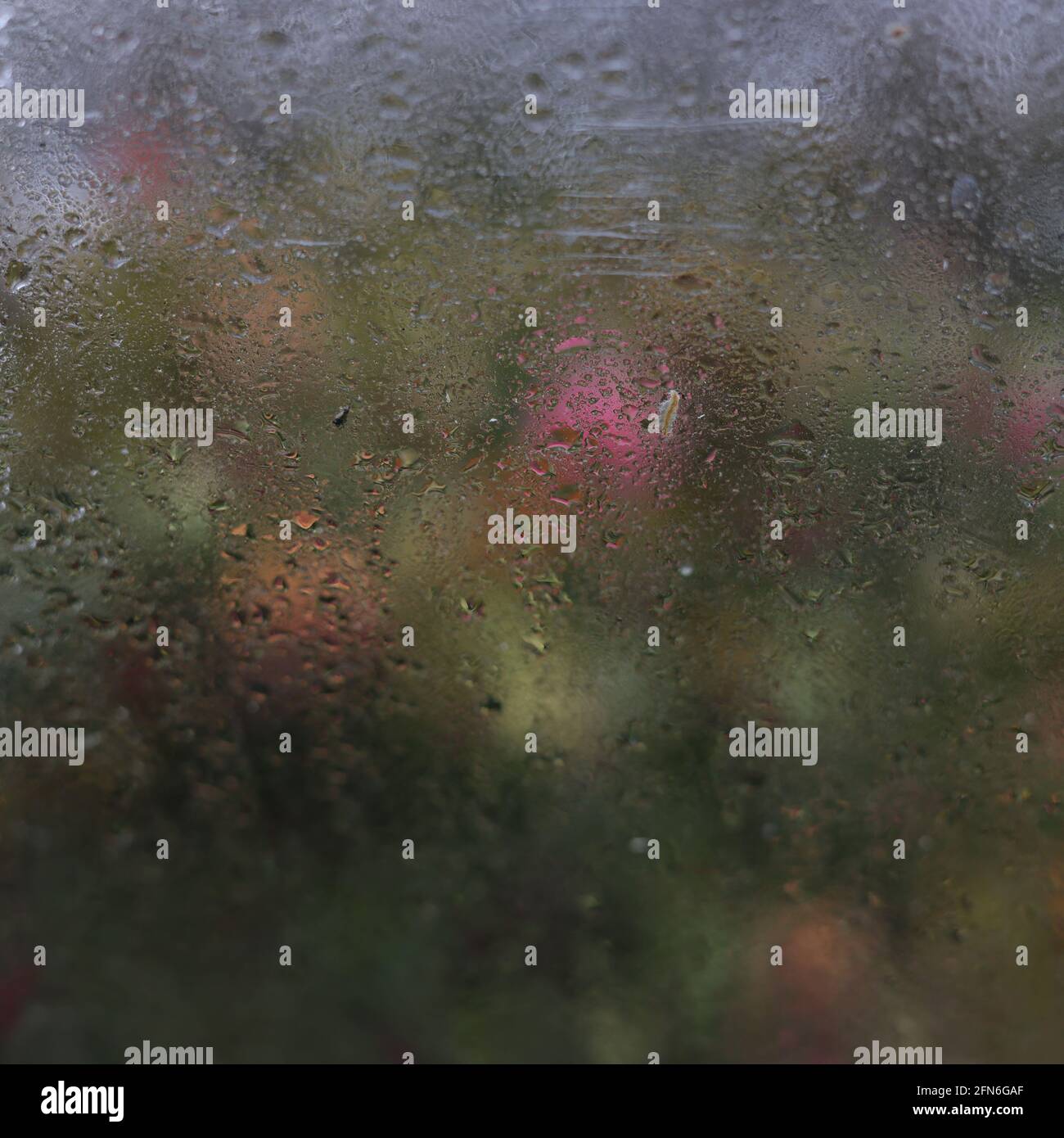 Regentropfen auf Glas Gewächshaus gesehen Stockfoto