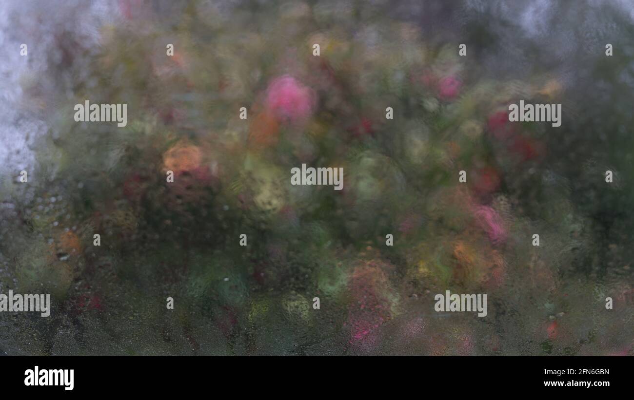 Regentropfen auf Glas Gewächshaus gesehen Stockfoto