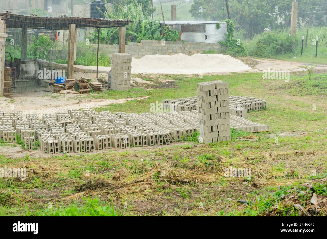 Wachsende Mimosa-Pflanze Stockfoto