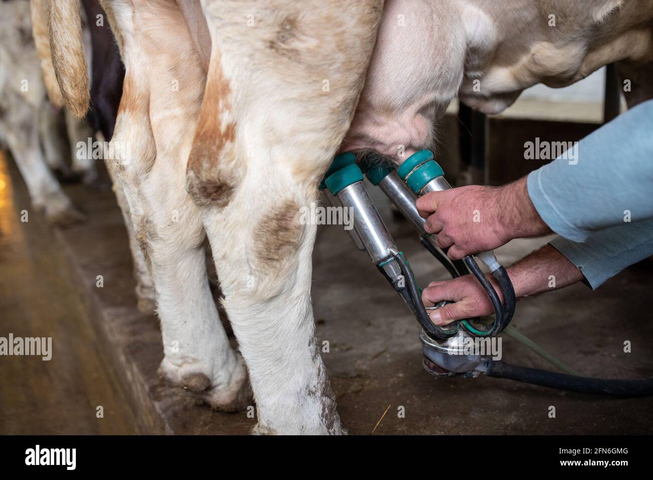 Nahaufnahme der Hände des Landwirts, der die Melkmaschine auf die Kuh legt Euter auf der Ranch Stockfoto