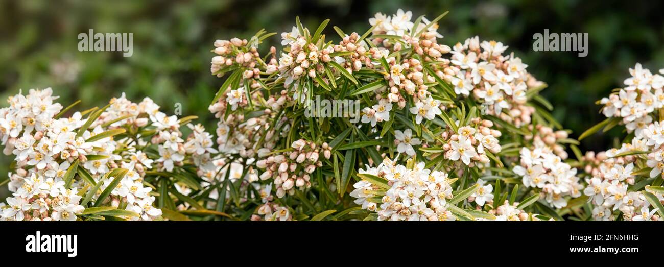 Panorama von Blumen der mexikanischen Orangenblüte, Choisya x dewitteana 'Aztec Pearl', Busch im Frühling Stockfoto