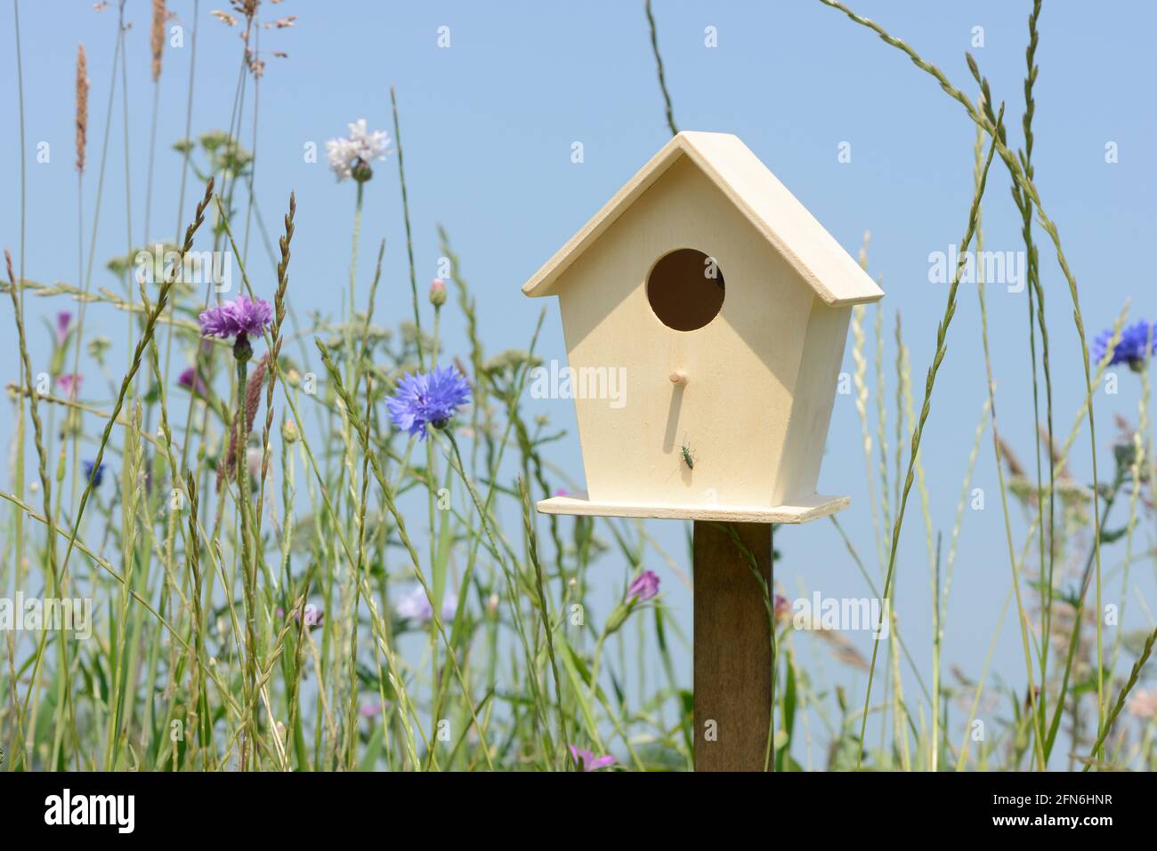Nistkasten auf Wiese mit hohem Gras und bunt wild Blumen vor blauem Himmel Stockfoto