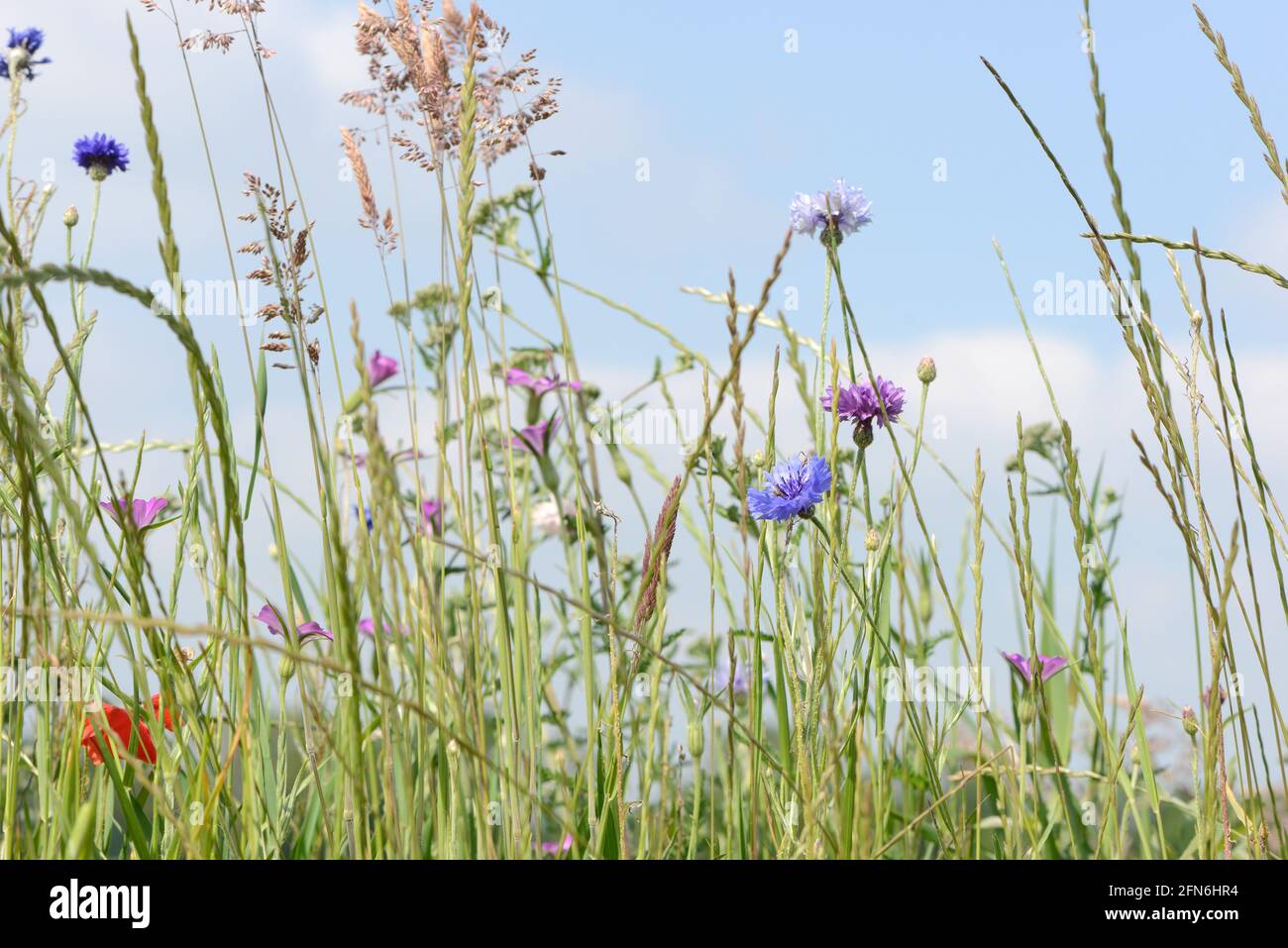 Wiese mit hohem Gras und bunten wilden Blumen vorne Des blauen Himmels Stockfoto