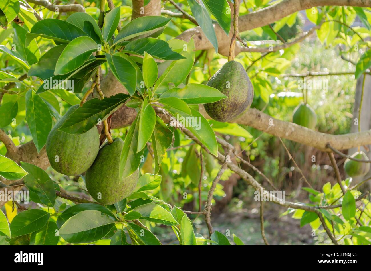 Avocado Pear Unreife und Aufhängen von Baum Stockfoto