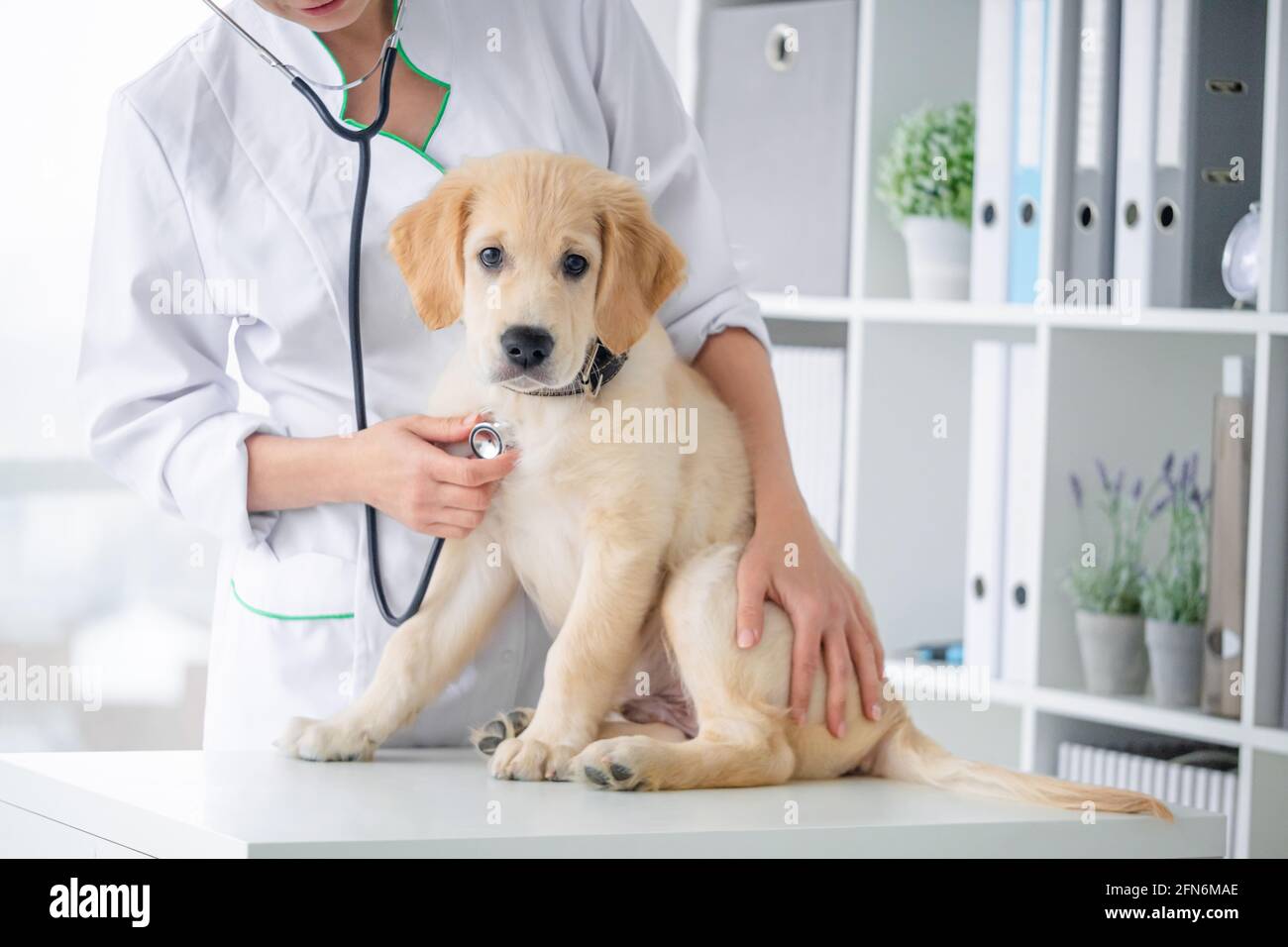 Untersuchung von schönen Hund durch Stethoskop in Tierarztklinik Stockfoto