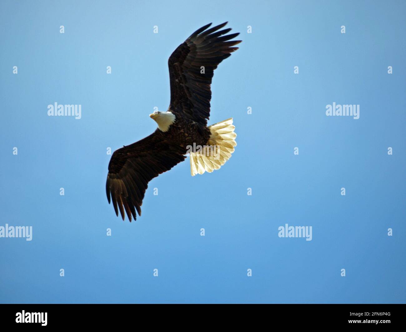Weißkopfseeadler über Kopf - ein Weißkopfseeadler, der über dem Kopf fliegt, Flügel ausgebreitet, Schwanzfedern ausgebreitet und gegen einen strahlend blauen Himmel. Stockfoto