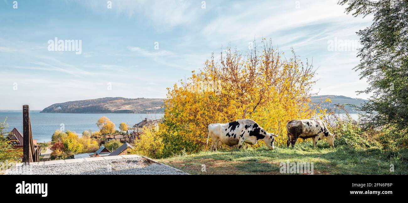 Zwei schwarze und weiße Kühe grasen in einem russischen Dorf Vor dem Hintergrund der Wolga Stockfoto