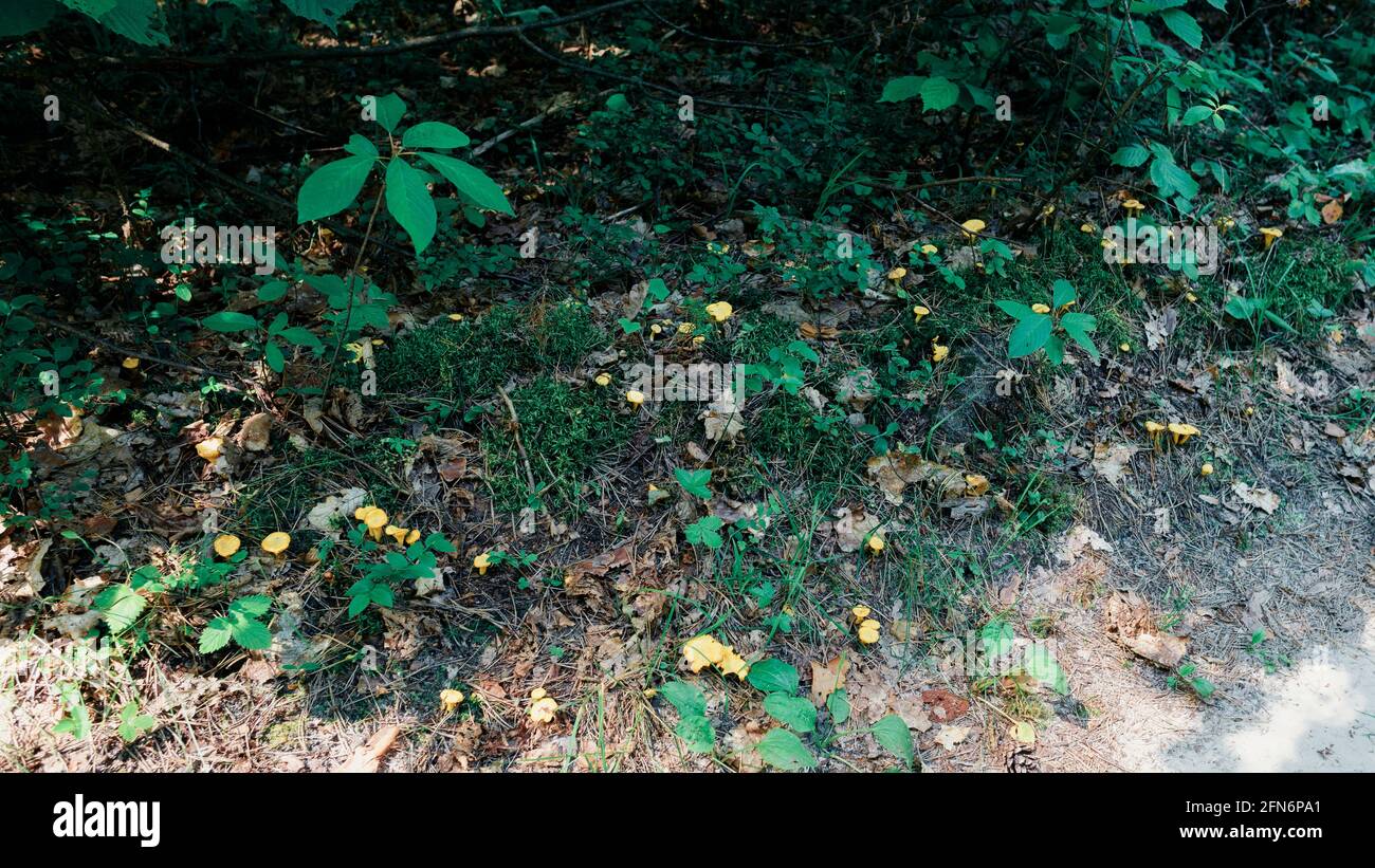 Hellgelbe Pfifferlinge wachsen in großen Mengen Stockfoto