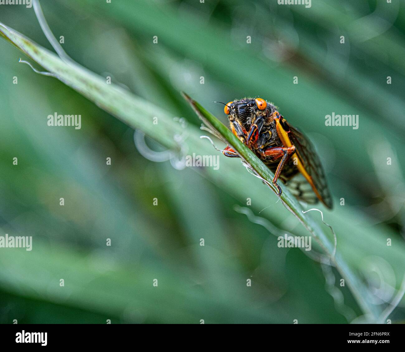 Brut X Cicada (Magicicada) auf grünem Blatt, Alexandria, VA Stockfoto