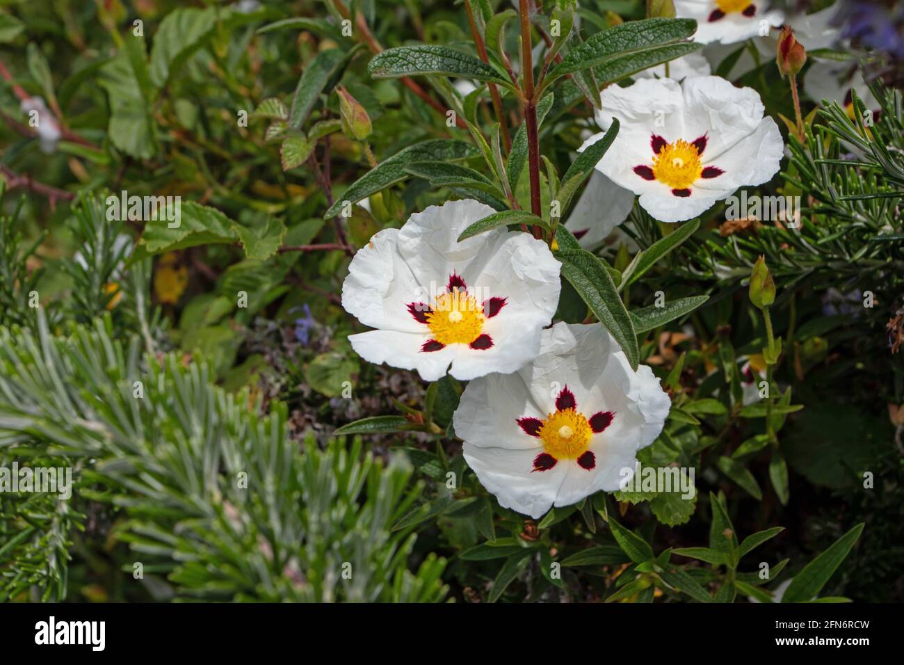 Cistus ladanifer oder Labdanum oder Kaugummi-Steinrose blühende Pflanze. Weiß-braun gefleckte Blüten mit zerknitterten Blütenblättern Stockfoto