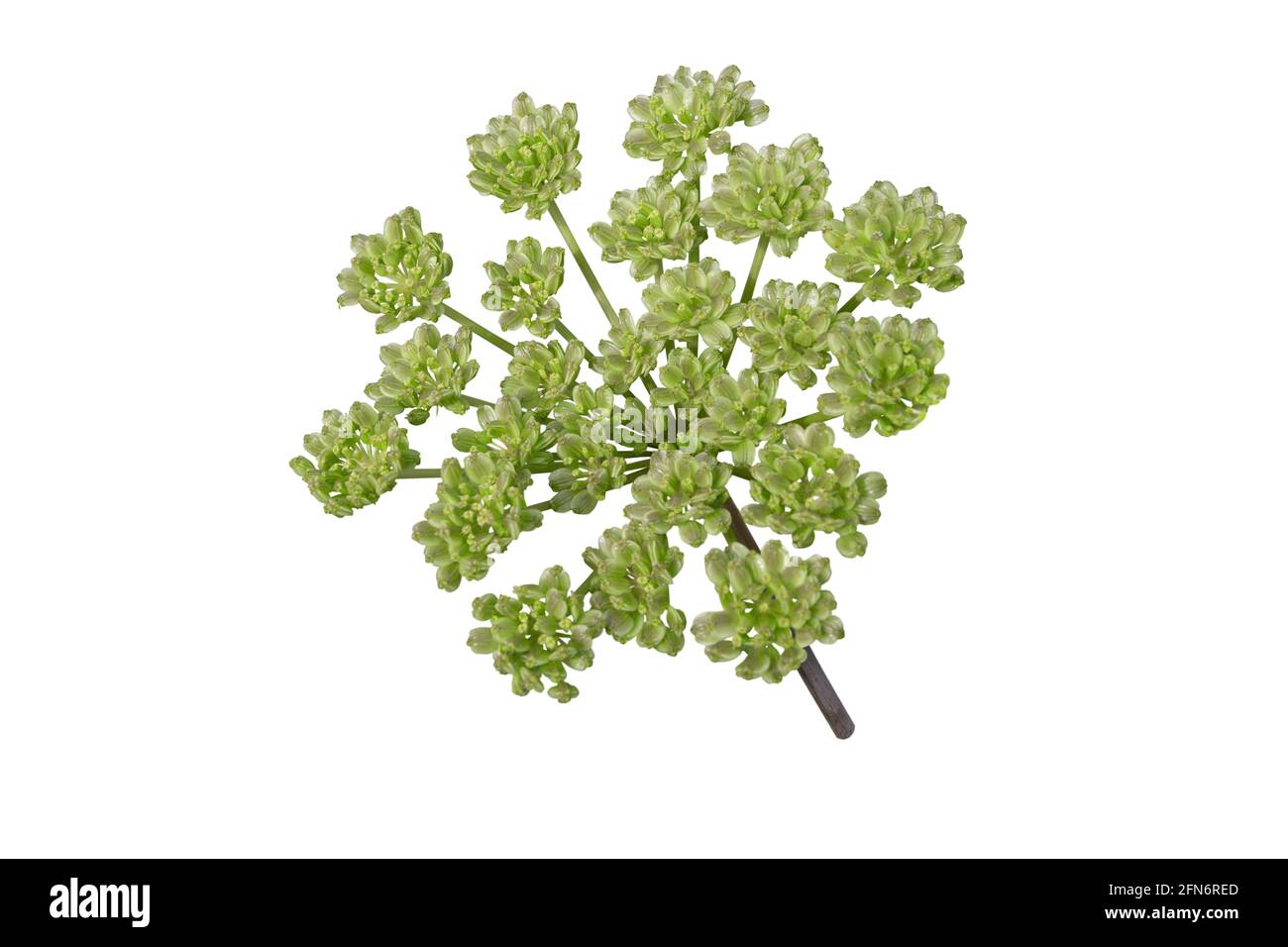 Angelica pachycarpa oder portugiesische oder glänzend blättrige Dolde isoliert auf Weiß Stockfoto