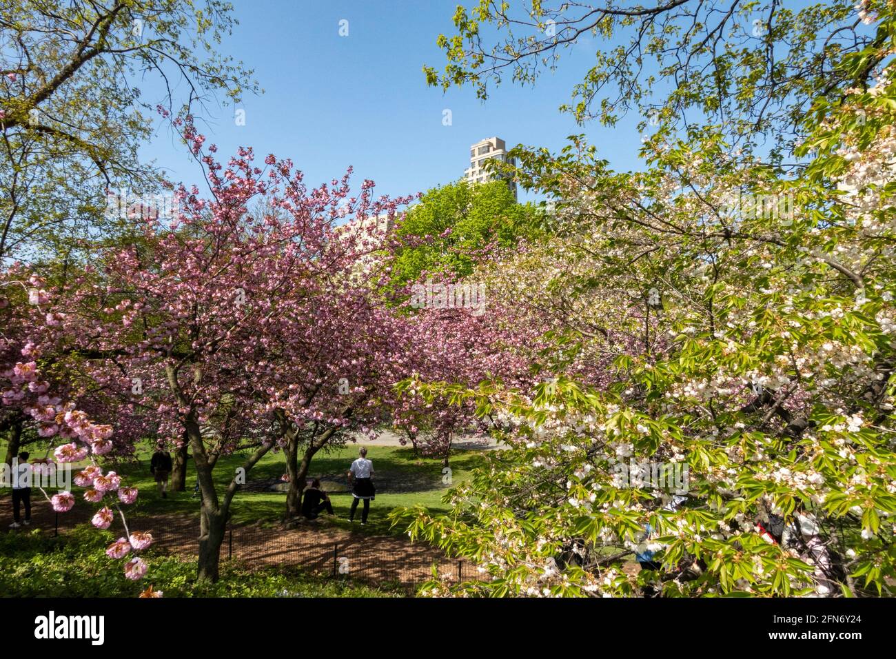 Kwanzan Cherry Trees verleihen dem Cental Park im Frühling, NYC, USA, eine wundervolle Farbe in leuchtendem Pink Stockfoto