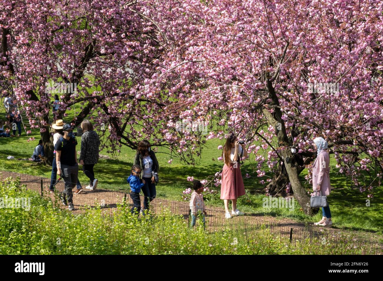 Kwanzan Cherry Trees verleihen dem Cental Park im Frühling, NYC, USA, eine wundervolle Farbe in leuchtendem Pink Stockfoto