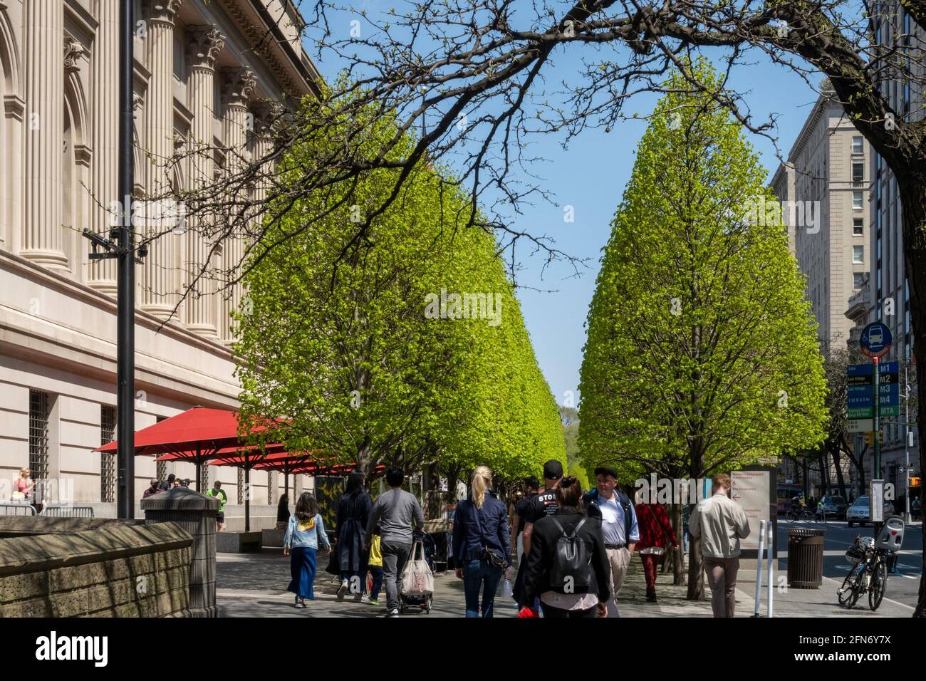 Die Londoner Platanen sind im Frühling vor dem Metropolitan Museum of Art in New York City, USA, hellgrün Stockfoto