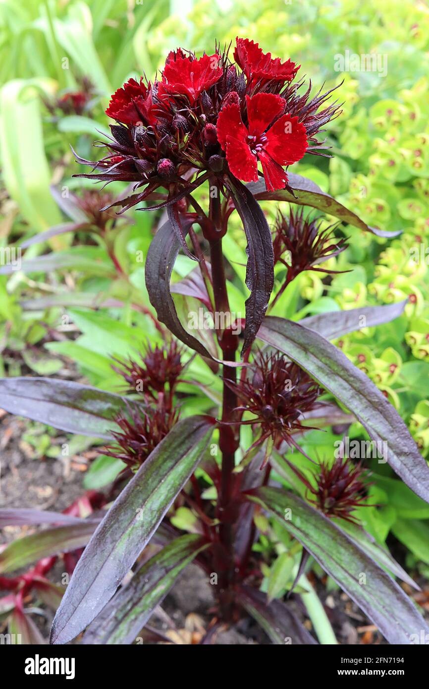 Dianthus barbatus ‘Sooty’ Sweet William Sooty – blutrote Blüten mit dunkelgrünen, schwarzen, lanzenförmigen Blättern May, England, UK Stockfoto