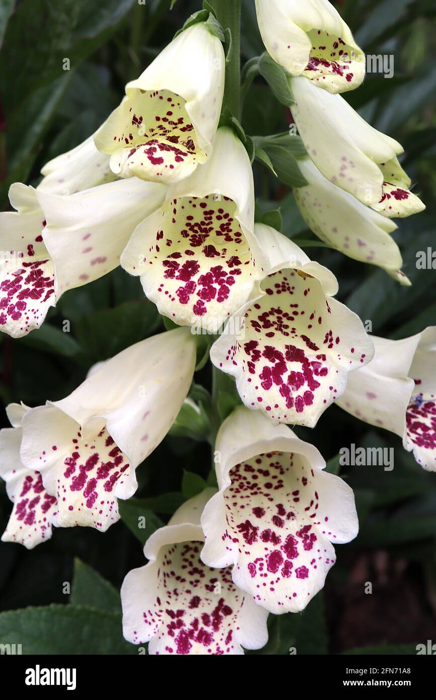 Digitalis purpurea Dalmatian White Foxglove Dalmatian White – lange röhrenförmige weiße Blüten mit violetten Flecken, Mai, England, UK Stockfoto