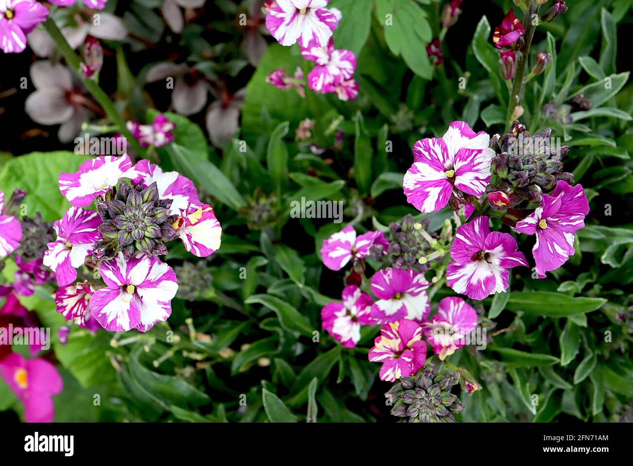Erysimum cheiri ‘Meine alte Mutter’ Wallflower Meine alte Mutter – weiße Blumen gestreift mit lila, Mai, England, Großbritannien Stockfoto