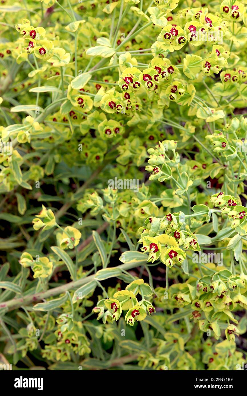 ‘Tasmanischer Tiger’ Spurge Tasmanischer Tiger – cremig gelbe Blüten und bunte, lanzförmige Blätter, Mai, England, Großbritannien Stockfoto