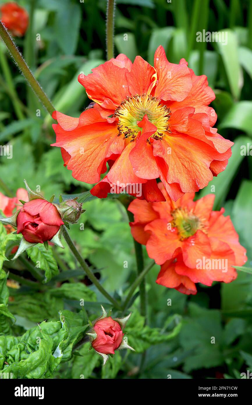 Geum ‘Scarlet Tempest’ Avens Scarlet Tempest - orange rote untertasserförmige Blüten und gelappte Blätter, Mai, England, UK Stockfoto